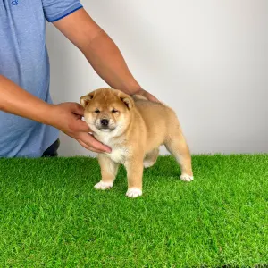 Shiba Inu - Whistle