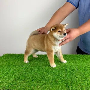 Shiba - Jana
