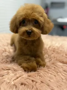 Zwergpudel - Felicitas ( Toy )