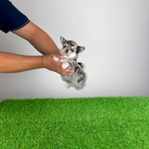 Chihuahua - Lindsay