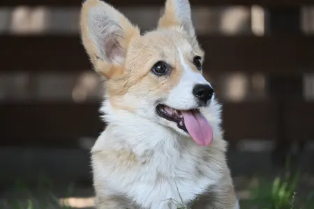 Pembroke Welsh Corgi - Hórusz