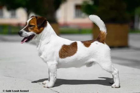 Jack Russell Terrier - Gold Leash Geronimo