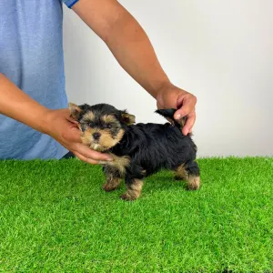 Yorkshire Terrier - Alpur