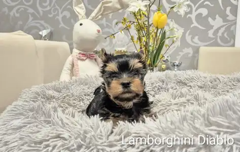 Yorkshire Terrier - Lamborghini Diablo