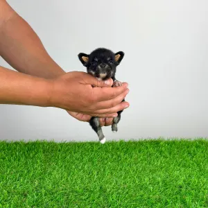 Chihuahua - Flac