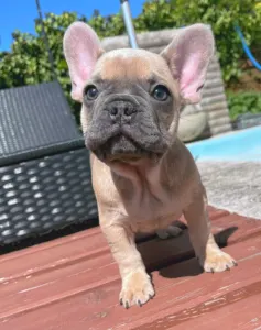 Французский бульдог - Ben