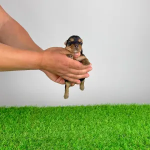 Jorkšírský teriér - Wolke