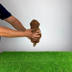 Pudel toy - Zoci