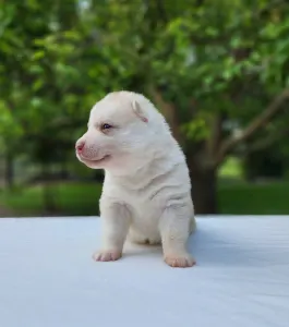 Szibériai husky - Sirius Of Polar Moonlights