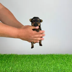 Yorkshire Terrier - Yasko