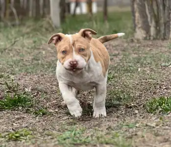 American Bully - Pocket - Bambi