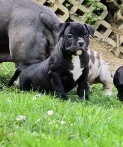 Amerikai Bully - Pocket - Ak Bully Dax