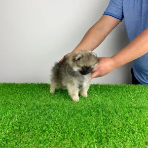 Poméranien - Prissy