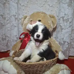 Border Collie - Dazzling Borders Beat Of My Heart
