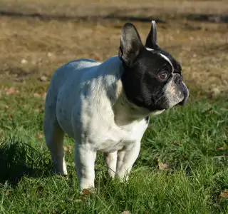 French Bulldog - Iron County Wigo
