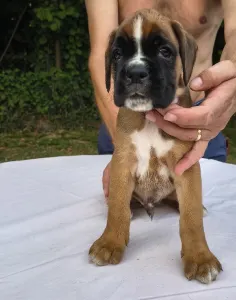 Német boxer - Joža Aishabox