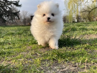 German Pomeranian Spitz - Shantal