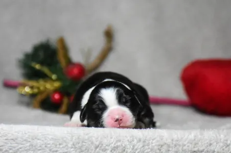 Miniatur amerikanischer Schäferhund - Winstead Ode To The Western Sky