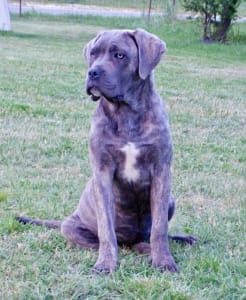 Cane Corso - Romyna