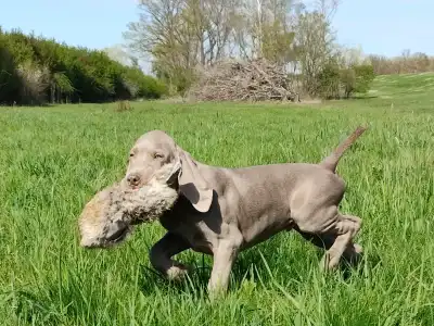 Веймарская легавая - Kékes