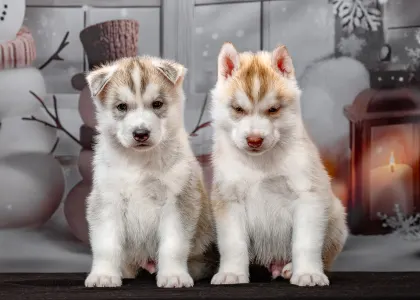 Husky siberian - Grey