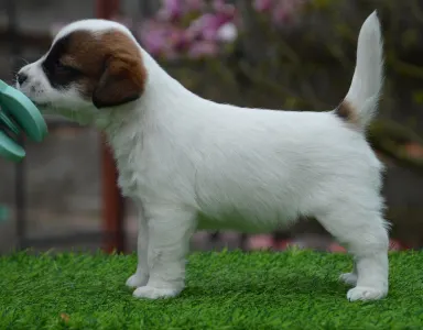 Jack Russell Terrier - Aicha