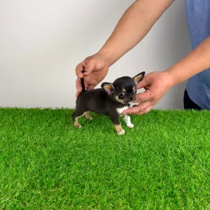 Chihuahua - Wuffi