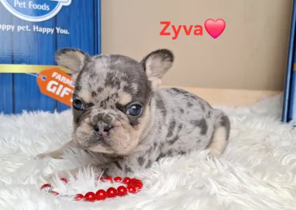 French Bulldog - Zyva