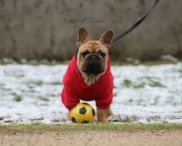 French Bulldog - Yoda