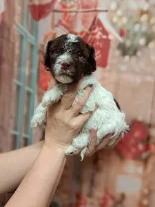 Lagotto Romagnolo - Grain Of Sand Oprah Winfreys Show 