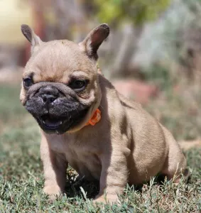 French Bulldog - Udo