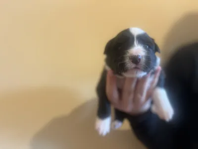 Border Collie - Gvinet