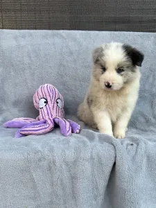 Border Collie - Slate Merle Boy