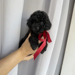 Той-пудель - Redginia Roysl Legend Of The Kanis