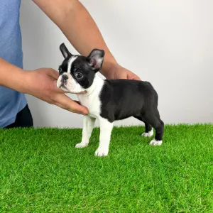 Boston Terrier - Flower 