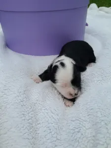 Tibet Terrier - King