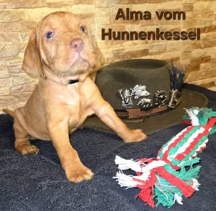 Hungarian Wire-haired Vizsla - Alma Vom Hunnenkessel