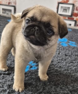 Pug - Clara