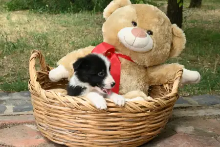 Border Collie - Dazzling Borders Believe In Wonders