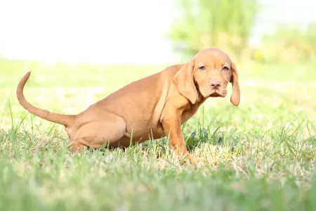 Rövidszőrű magyar vizsla - Ribizli