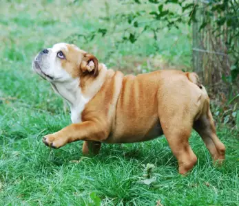 Bulldog - Rengőhegyi-ormán Dean