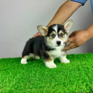 Corgi galez Pembroke - Rolly