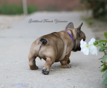 Francia bulldog - Yasmine 