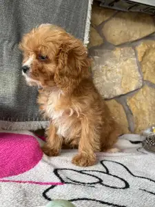 Cavapoo - Mangó