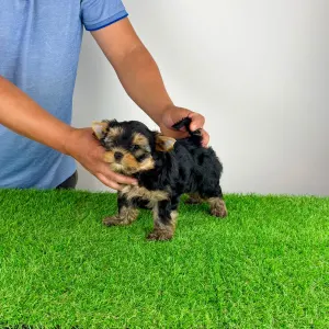 Yorkshire Terrier - Zonky