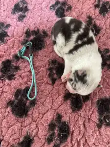 Border Collie - Kék Nyakörv/blue Merle Kan