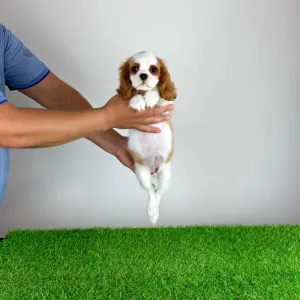Cavalier King Charles Spaniel - Zinka
