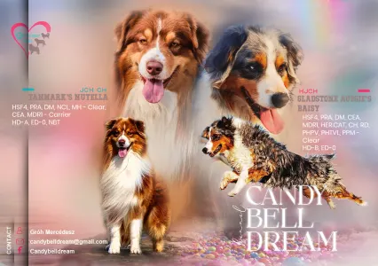 Berger australien - Candybelldream Dubai