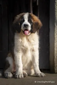 Moscow watchdog - Egresvölgyi Kennel