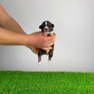 Australian Shepherd - Bastian